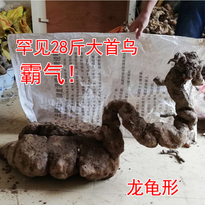 野生何首乌盆栽
