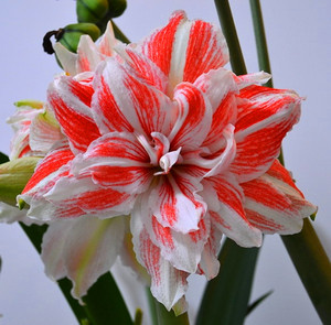 荷兰朱顶红舞后