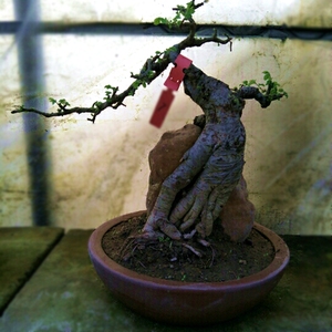 微型附石榆树盆景树桩 提根榔榆抱石盆景 耐寒盆栽好养金钱榆特价