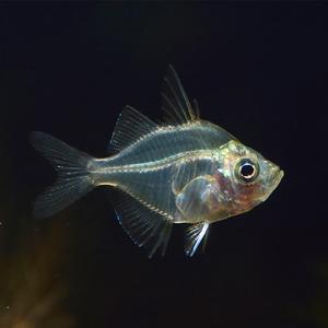 玻璃拉拉鱼小型