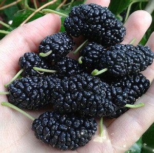新鲜桑葚现摘现发孕妇儿童水果黑桑葚果无沙桑椹鲜果2斤酸甜可口