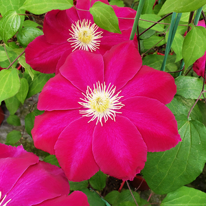 伟伟园艺 铁线莲弗拉明戈之星 超大艳丽红花春季庭院阳台攀援盆栽