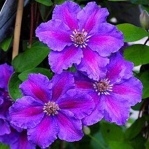 伟伟铁线莲园艺