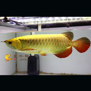 龙鱼活体金龙鱼苗24k金头全金盔金条金龙呈千祥渔场过背金龙高背