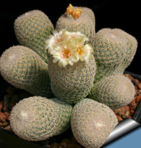 多肉 仙人球 月世界 新月丸 epithelantha polycephala 5粒种子