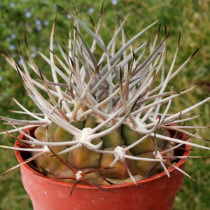 七彩烂草淘宝多肉植物仙人球 实生籽播狂刺摩天龙魔天龙 种播实生一