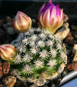 仙人球 乳突 克氏丸 mammillaria hernandezii 种子20粒 包邮
