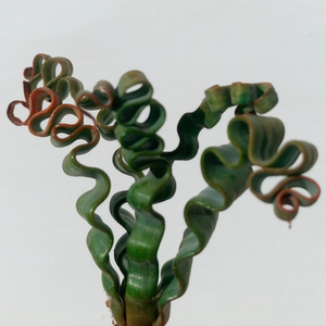 球根 南非 海带弹簧草 trachyandra tortilis 进口 3粒种子 包邮