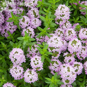 杰克百里香 香草 香料 盆栽thymus jekka耐寒 粉花 丰花 地被匍匐