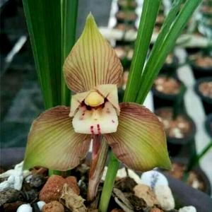 当年开花兰花苗盆栽好发货 春兰特大花翼荷鼎 漏风漏雨自然栽培苗