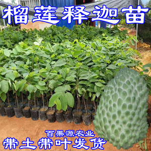 榴莲释迦果树苗榴莲释迦苗嫁接凤梨释迦果苗南方种植当年结果苗