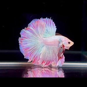 热带小型观赏鱼泰国斗鱼半月马尾狮王将军无需打氧无需过滤好养活