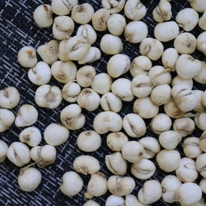 白色种植川贝0.4cm500g中药材正品川贝可打粉做枇杷膏贝