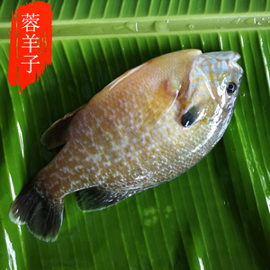 801人付款淘宝现杀生态小桂花鱼鲜活水生态臭鳜鱼新鲜鲜活季花鱼苗