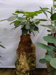 吸水石盆景好养易活增加空气湿度天然加湿器客厅庭院榕树净化空气