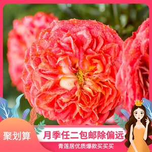 g15明星玫瑰卡门青莲居月季2加仑1.5年扦插迷你藤本欧月花卉盆栽