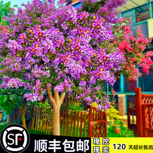 紫薇树苗花盆栽庭院种植红花天鹅绒百日红火箭丛生别墅高档风景树