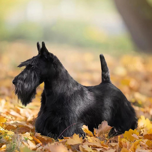 纯种苏格兰梗幼犬活体纯种高地犬家养小巧萌犬短腿温和宠物狗幼崽