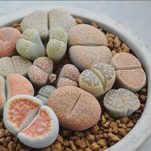 00五行山1淘宝花龙园艺 金玲玉金铃玉银叶