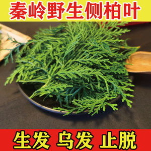 侧柏叶中药材新鲜柏树叶洗头脱发白发变嘿发生发防脱乌发精选500g