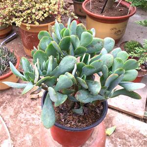 玉树黄金花月蓝鸟