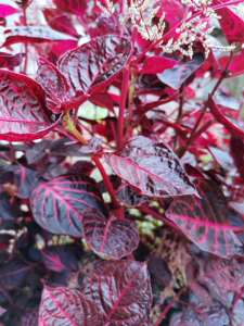 中草药植物 红木耳 血苋 汉宫秋 一口红 青草药苗