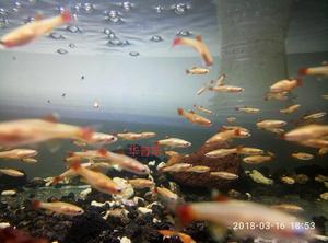 草缸群游混养原生冷水鱼合集白云金丝黄化金丝鱼小鲃鳑鲏鱼铅笔鱼