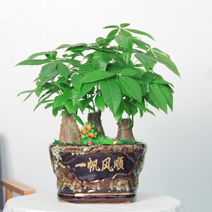 发财树新款组合盆栽 植物三颗精品盆景乔迁送礼绿植 上海苏州杭州