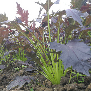 紫京水菜种子紫水晶菜种籽香味浓郁四季保健特色蔬菜青菜野菜