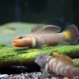 溪吻虾虎原生鱼淡水鱼虾虎鱼小型鱼神农虾虎溪流鱼活体戴氏虾虎