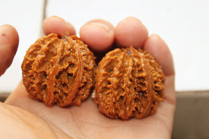 陕西秦岭文玩核桃野核桃山核桃把玩核桃秋子灯笼2元一个随机