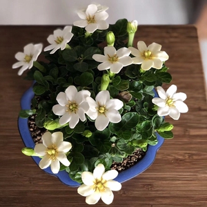 日本达摩栀子