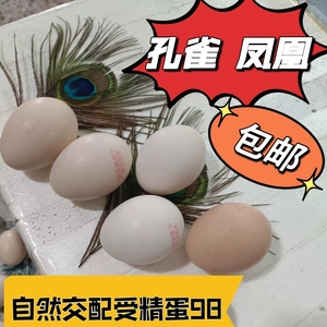 蓝孔雀种蛋受精蛋卵可孵化白孔雀 高孵化率 花红黑金孔雀蛋可食用