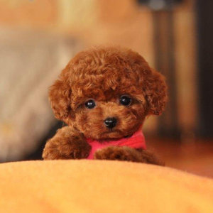 茶杯贵宾犬多少钱_贵宾茶杯犬图片_迷你贵宾+玩具贵宾+茶杯贵宾