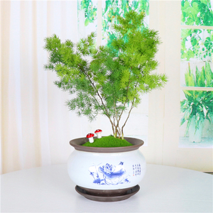 蓬莱松盆栽生肖猴四季常青室内招财植物绿植盆景绿化大苗净化空气