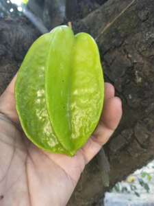 新鲜现摘酸杨桃500克份五敛子五棱子鲜品顺丰快递食用农产品推荐