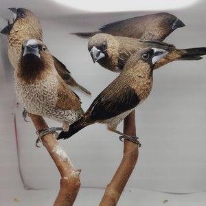 蓝落连汐淘宝小型观赏鸟 小鸟活体放生观音鸟斑纹鸟宠物鸟保姆鸟十