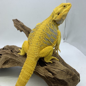 蜥蜴鬓鬃狮蜥蜴活体守宫宠物幼体蜥蜴新手幼体亚成大温顺红黄超白
