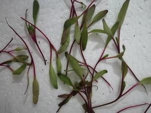 新鲜红梗苗甜菜苗可食用芽苗菜酒店花草摆盘装饰创意点缀用15g