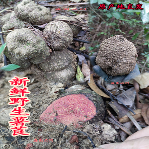 深山原生态新鲜薯莨 薯莨苗纯天然血三七苗野生鸡血莲苗盆栽药材