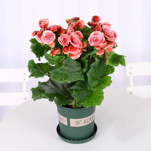 丽格海棠花盆栽室内阳台好养的花卉观花植物四季开花绿植玫瑰海棠