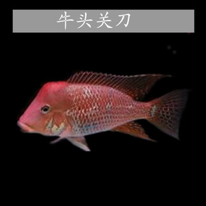 关刀鱼活体观赏鱼牛头关刀南美洲关刀食土雕鱼活体观赏鱼