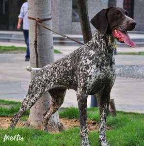 波音达猎犬活体纯种波音达猎犬幼犬德国波音达黑色棕色波音达幼犬