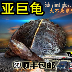 稀有亚洲巨型龟亚巨乌龟苗亚巨种龟素食巨吃菜龟半水龟招财水果龟