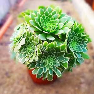 翡翠冰法师老桩三仙法师多肉植物大颗多头特价清仓超大花卉