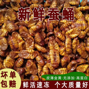 特级蚕蛹新鲜金丝蛹鲜活冷冻桑蚕蛹子速冻生茧小蝉蛹山东特产特价