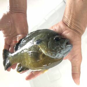 太阳鱼苗蓝鳃杂交金边新品淡水工厂化养殖冷水鱼小型观赏原生活体