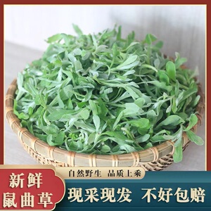 水萩水秋新鲜鼠曲草清明菜清明草鼠麴田艾草青明果团原材料