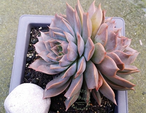 {半亩萌肉阁} 菲奥娜 超大四年生老桩 多肉植物 一物一拍