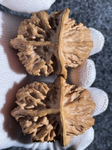 000人付款淘宝三棱帝王狮子头超大尺寸凯祥文玩核桃406.